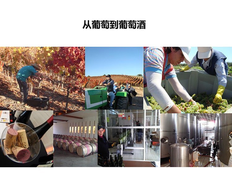 智利美洲虎家族精选特酿珍藏赤霞珠干红原瓶进口红酒_2e3c494d.jpg